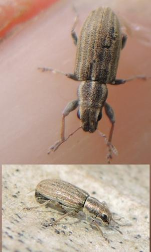 Sitona lineatus